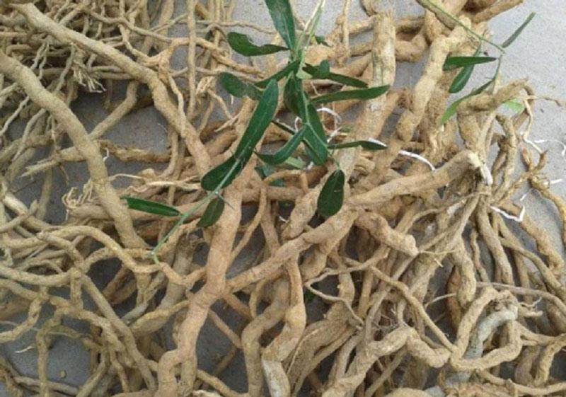 Dễ sáo tam phân: Dược liệu quý hay đang bị “thần thánh hóa” trên mạng xã hội?