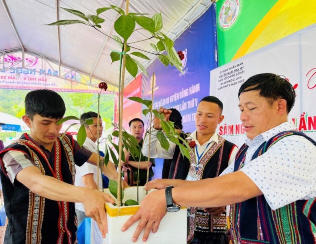 Hội thi Sâm Ngọc Linh đẹp tại Lễ hội Sâm Ngọc Linh và Dược liệu Quốc tế Đà Nẵng 2026